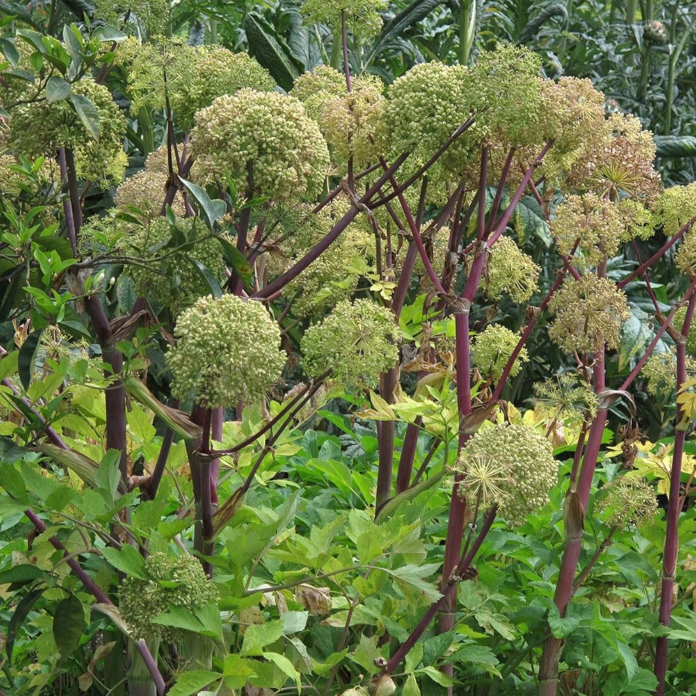 Mitosaldaite plante